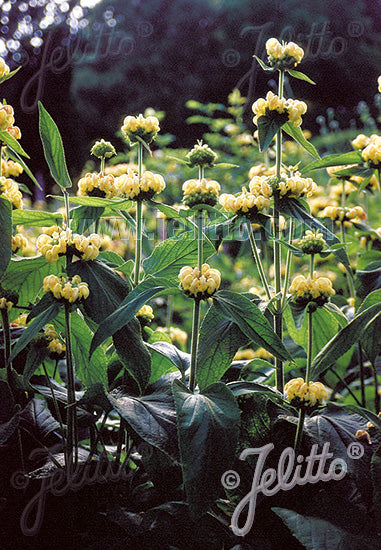 Phlomis russeliana - AGM - Champion Plants