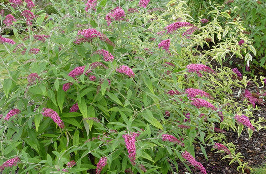 Buddleja (Buddleia) Pink Spread - Champion Plants