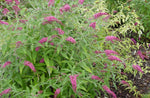 Buddleja (Buddleia) Pink Spread - Champion Plants