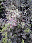 Pittosporum Elizabeth - Champion Plants