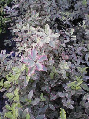 Pittosporum Elizabeth - Champion Plants