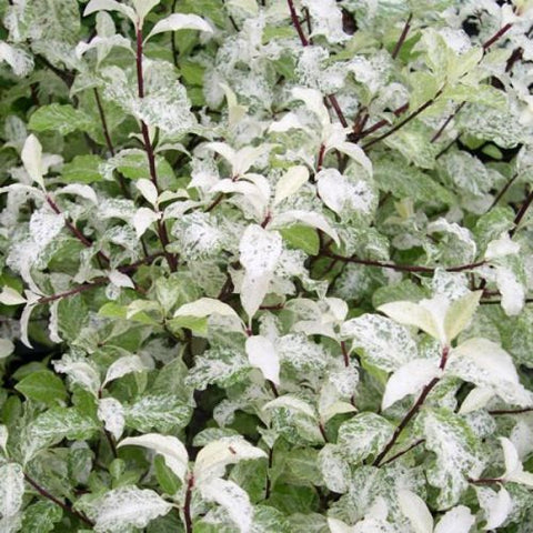 Pittosporum Irene Paterson - AGM - Champion Plants