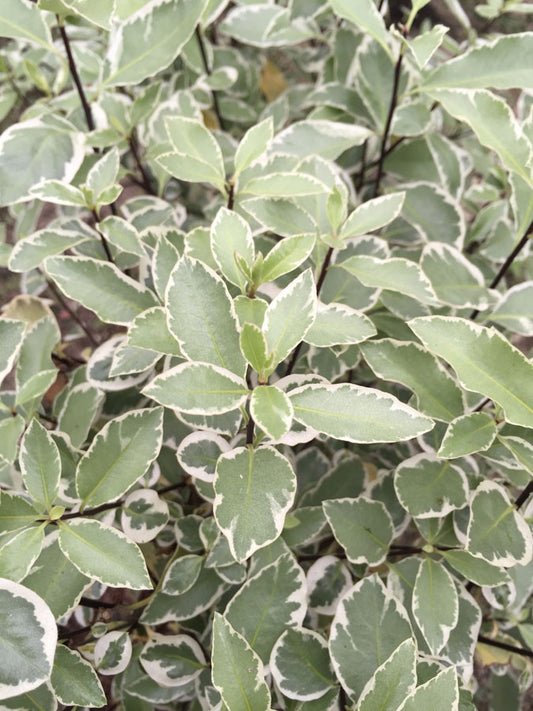 Pittosporum Collaig Silver - Champion Plants