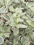Pittosporum Silver Queen - Champion Plants