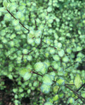 Pittosporum Tandara Gold - Champion Plants