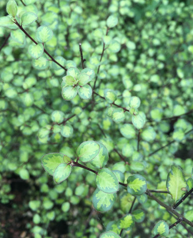 Pittosporum Tandara Gold - Champion Plants
