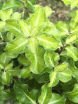Pittosporum Goldstar - Champion Plants