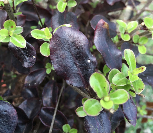 Pittosporum Tom Thumb - AGM - Champion Plants