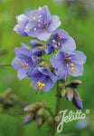 Polemonium Blue Pearl - Champion Plants