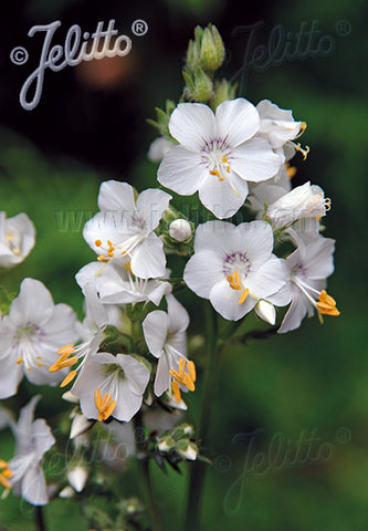 Polemonium White Pearl - Champion Plants
