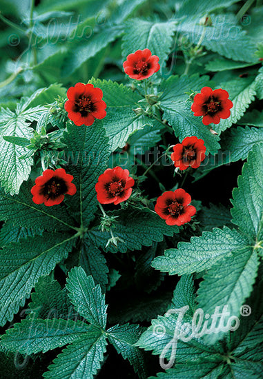 Potentilla thurberi 'Monarch's Velvet' - Champion Plants