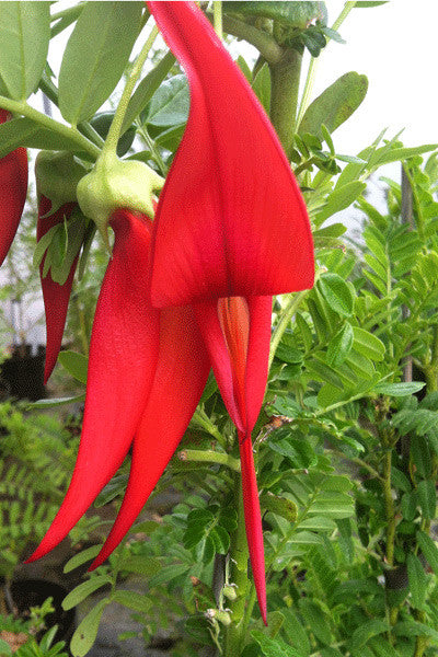 Clianthus puniceus - AGM - Champion Plants