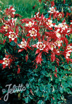 Aquilegia vulgaris Red Star - Champion Plants