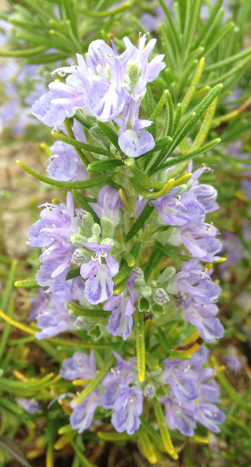 Rosmarinus officinalis Green Ginger - AGM - Champion Plants