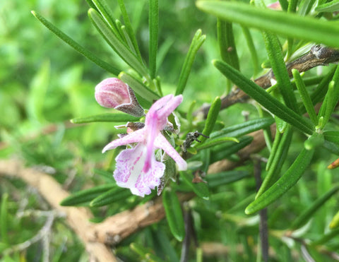 Rosmarinus officinalis Majorca Pink - Champion Plants