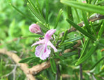 Rosmarinus officinalis Roseus - Champion Plants