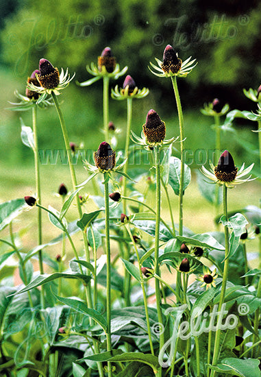 Rudbeckia occidentalis 'Green Wizard' - Champion Plants