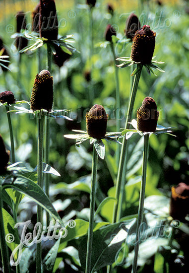 Rudbeckia occidentalis 'Green Wizard' - Champion Plants