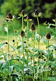 Rudbeckia occidentalis 'Green Wizard' - Champion Plants