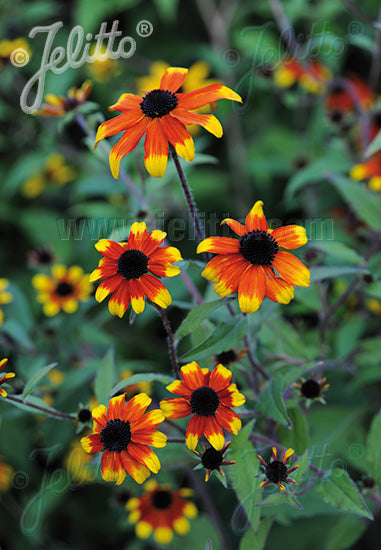 Rudbeckia triloba 'Prairie Glow' - Champion Plants