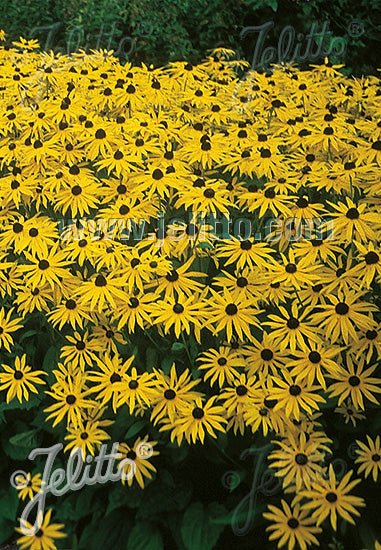 Rudbeckia fulgida var. sullivantii Goldsturm - AGM - Champion Plants