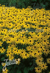 Rudbeckia fulgida var. sullivantii Goldsturm - AGM - Champion Plants