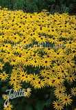 Rudbeckia fulgida var. sullivantii Goldsturm - AGM - Champion Plants