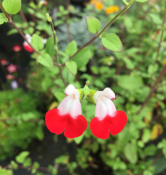 Salvia Hotlips - Champion Plants
