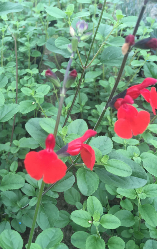 Salvia Royal Bumble - Champion Plants