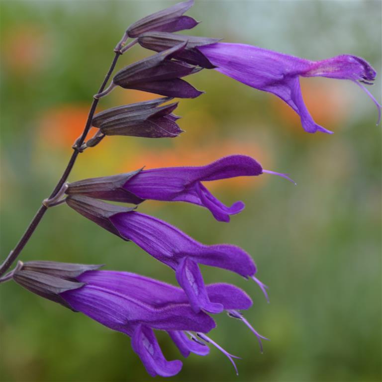 Buy Salvia Amistad Online Plant Nursery Mail Order UK – Champion Plants