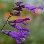 Salvia Amistad - AGM - Champion Plants