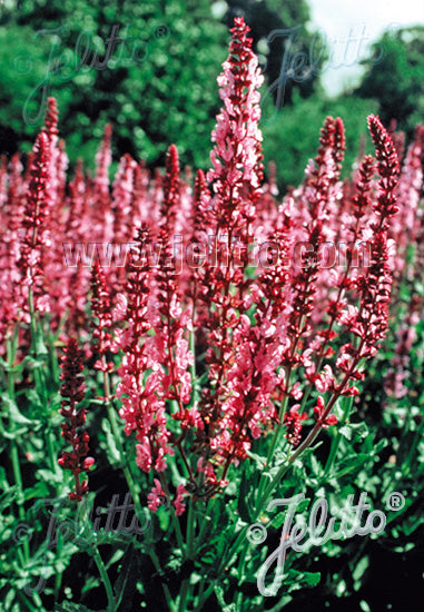 Salvia x superba Rose Queen - Champion Plants