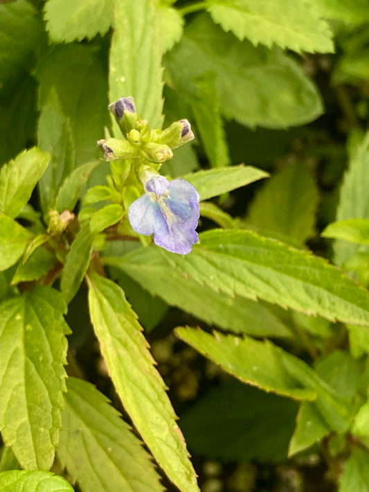 Salvia uliginosa 'Ballon Azul' - Champion Plants