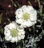 Scabiosa caucasica Alba - Champion Plants