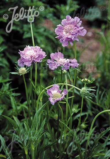 Scabiosa caucasica Blue - Champion Plants