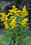 Solidago Golden Baby - Champion Plants