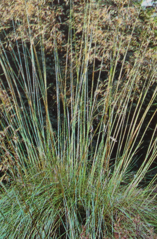 Stipa gigantea AGM - Champion Plants