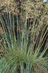 Stipa gigantea - Champion Plants