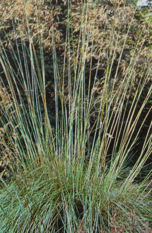Stipa gigantea - Champion Plants