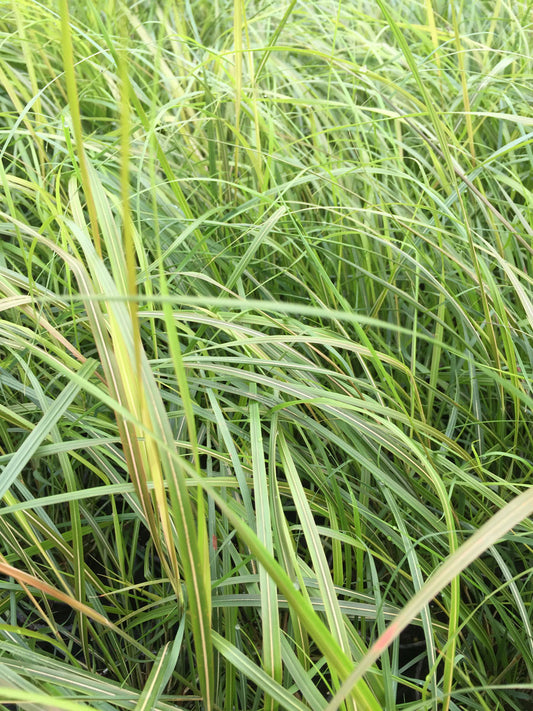 Stipa arundinacea (Anemanthele lessoniana) - AGM - Champion Plants