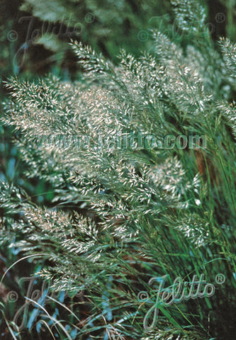 Stipa calamagrostis - AGM - Champion Plants