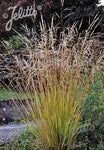 Stipa extremiorientalis - Champion Plants