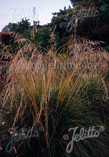 Stipa splendens - Champion Plants