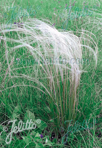 Stipa tirsa - Champion Plants