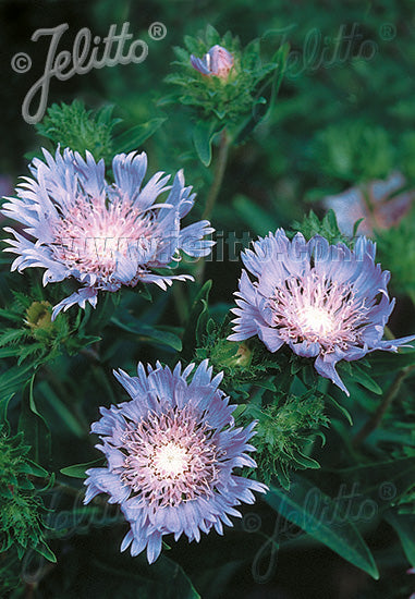 Stokesia laevis Blue Star - Champion Plants