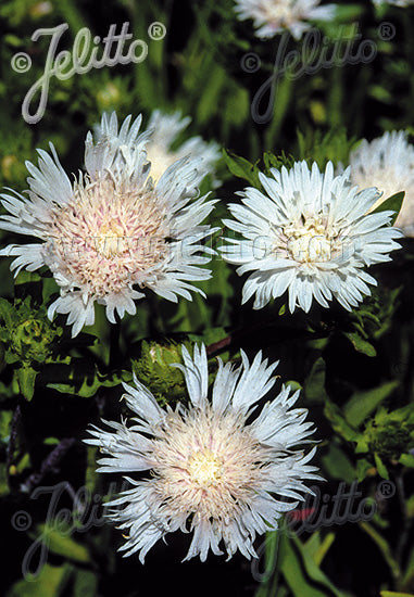 Stokesia laevis f. alba Träumerei - Champion Plants