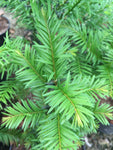Taxus baccata - AGM - Champion Plants