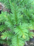 Taxus baccata - AGM - Champion Plants