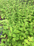 Teucrium Crispum Marginatum - Champion Plants