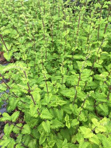 Teucrium Crispum Marginatum - Champion Plants